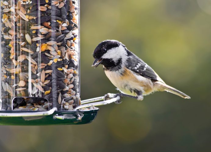 With bird flu spreading, what’s the advice for backyard bird feeders